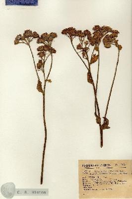 URN_catalog_HBHinton_herbarium_1650.jpg.jpg