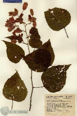 URN_catalog_HBHinton_herbarium_12957.jpg.jpg