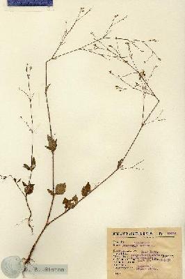 URN_catalog_HBHinton_herbarium_13078.jpg.jpg