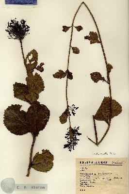 URN_catalog_HBHinton_herbarium_16057.jpg.jpg