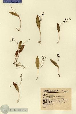 URN_catalog_HBHinton_herbarium_16070.jpg.jpg