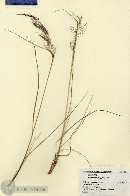 URN_catalog_HBHinton_herbarium_1681.jpg.jpg