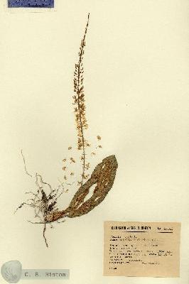 URN_catalog_HBHinton_herbarium_16126.jpg.jpg