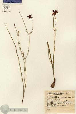 URN_catalog_HBHinton_herbarium_1682.jpg.jpg
