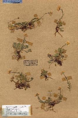 URN_catalog_HBHinton_herbarium_17006.jpg.jpg