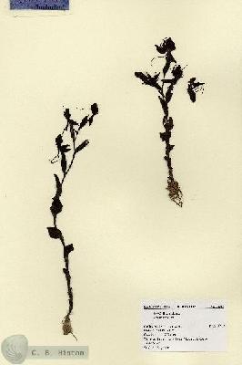 URN_catalog_HBHinton_herbarium_1692.jpg.jpg