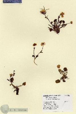 URN_catalog_HBHinton_herbarium_17004.jpg.jpg