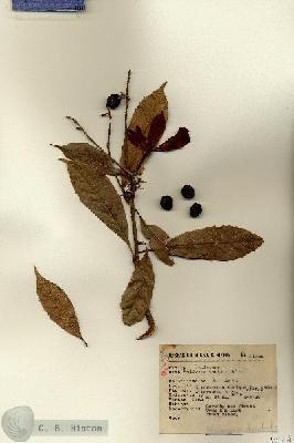 URN_catalog_HBHinton_herbarium_11924.jpg.jpg