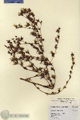URN_catalog_HBHinton_herbarium_19669.jpg.jpg