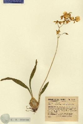 URN_catalog_HBHinton_herbarium_13438.jpg.jpg