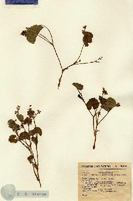 URN_catalog_HBHinton_herbarium_13881.jpg.jpg