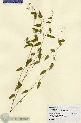 URN_catalog_HBHinton_herbarium_14739.jpg.jpg