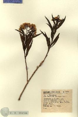 URN_catalog_HBHinton_herbarium_13579.jpg.jpg