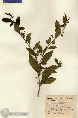 URN_catalog_HBHinton_herbarium_13903.jpg.jpg