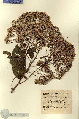 URN_catalog_HBHinton_herbarium_13612.jpg.jpg