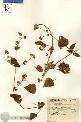 URN_catalog_HBHinton_herbarium_13617.jpg.jpg