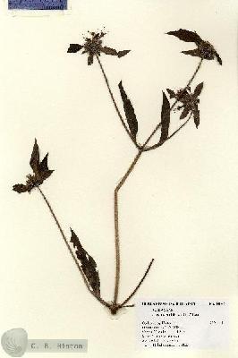 URN_catalog_HBHinton_herbarium_14848.jpg.jpg