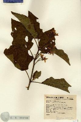 URN_catalog_HBHinton_herbarium_13657.jpg.jpg