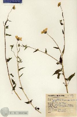 URN_catalog_HBHinton_herbarium_13658.jpg.jpg