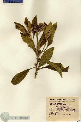 URN_catalog_HBHinton_herbarium_13666.jpg.jpg