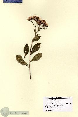 URN_catalog_HBHinton_herbarium_13674.jpg.jpg