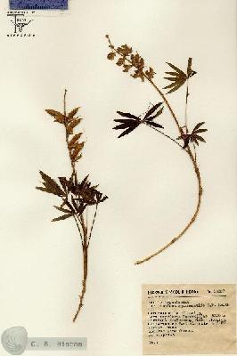 URN_catalog_HBHinton_herbarium_13687.jpg.jpg