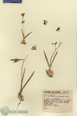 URN_catalog_HBHinton_herbarium_13714.jpg.jpg