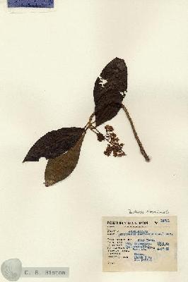 URN_catalog_HBHinton_herbarium_13721.jpg.jpg