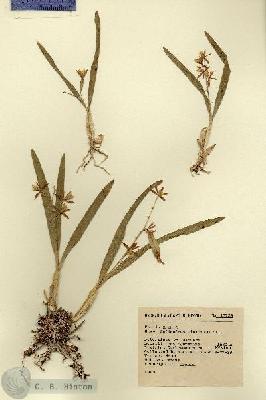 URN_catalog_HBHinton_herbarium_13723.jpg.jpg