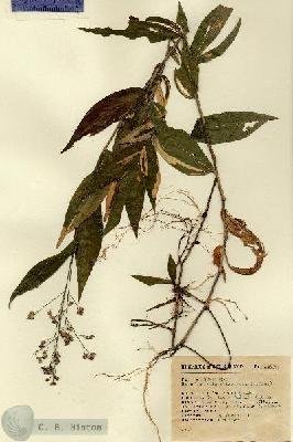 URN_catalog_HBHinton_herbarium_14633.jpg.jpg