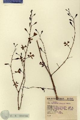 URN_catalog_HBHinton_herbarium_13757.jpg.jpg