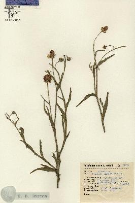 URN_catalog_HBHinton_herbarium_13773.jpg.jpg