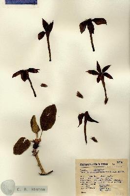 URN_catalog_HBHinton_herbarium_13783.jpg.jpg