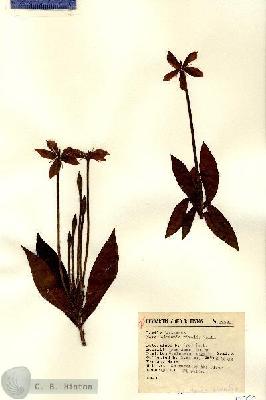 URN_catalog_HBHinton_herbarium_13790.jpg.jpg