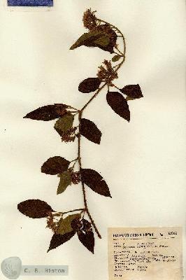 URN_catalog_HBHinton_herbarium_13832.jpg.jpg