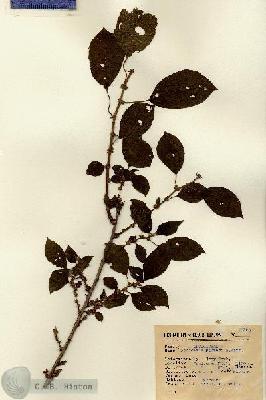 URN_catalog_HBHinton_herbarium_13862.jpg.jpg