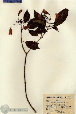 URN_catalog_HBHinton_herbarium_13863.jpg.jpg