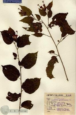 URN_catalog_HBHinton_herbarium_14643.jpg.jpg