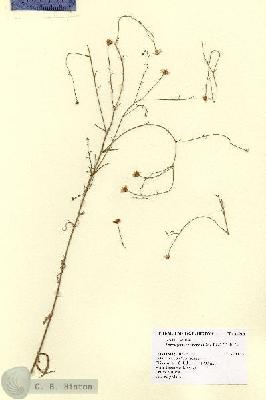 URN_catalog_HBHinton_herbarium_14913.jpg.jpg