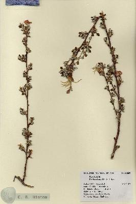URN_catalog_HBHinton_herbarium_19689.jpg.jpg