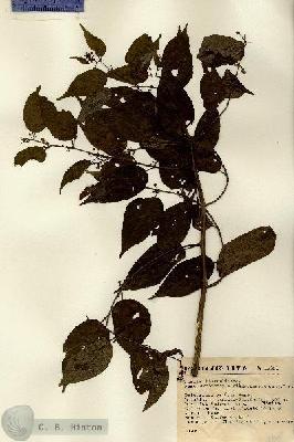 URN_catalog_HBHinton_herbarium_14681.jpg.jpg