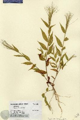 URN_catalog_HBHinton_herbarium_14688.jpg.jpg