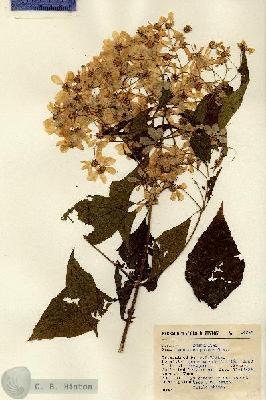 URN_catalog_HBHinton_herbarium_14852.jpg.jpg