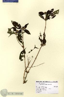 URN_catalog_HBHinton_herbarium_14701.jpg.jpg