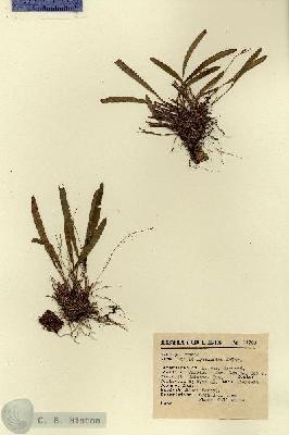URN_catalog_HBHinton_herbarium_14709.jpg.jpg
