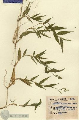 URN_catalog_HBHinton_herbarium_14718.jpg.jpg