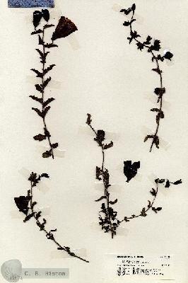 URN_catalog_HBHinton_herbarium_19694.jpg.jpg