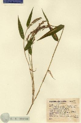 URN_catalog_HBHinton_herbarium_14779.jpg.jpg