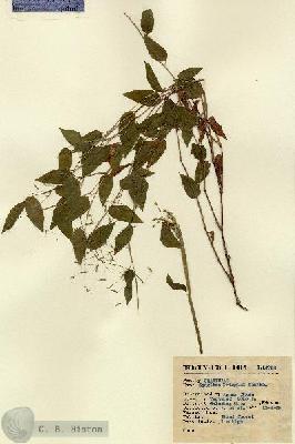 URN_catalog_HBHinton_herbarium_14783.jpg.jpg