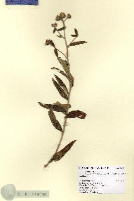 URN_catalog_HBHinton_herbarium_14870.jpg.jpg